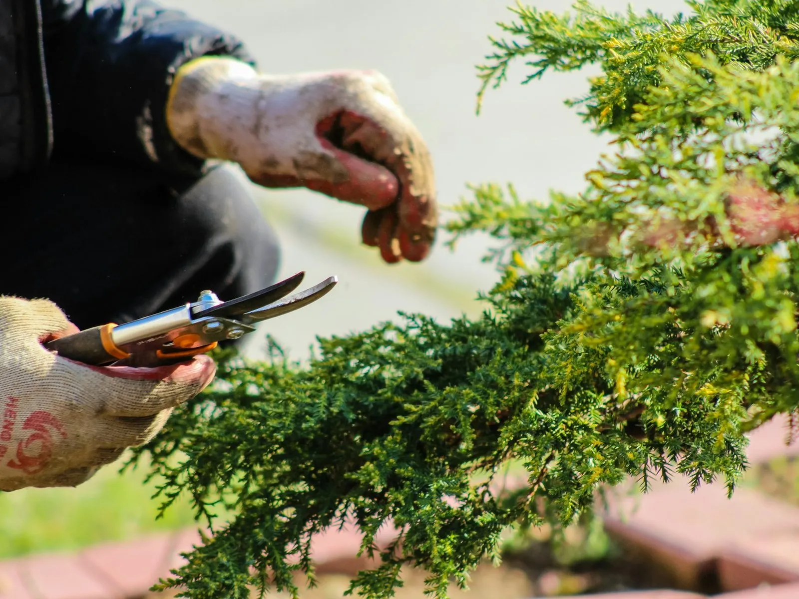 Gloved hands pruning a conifer with secateurs