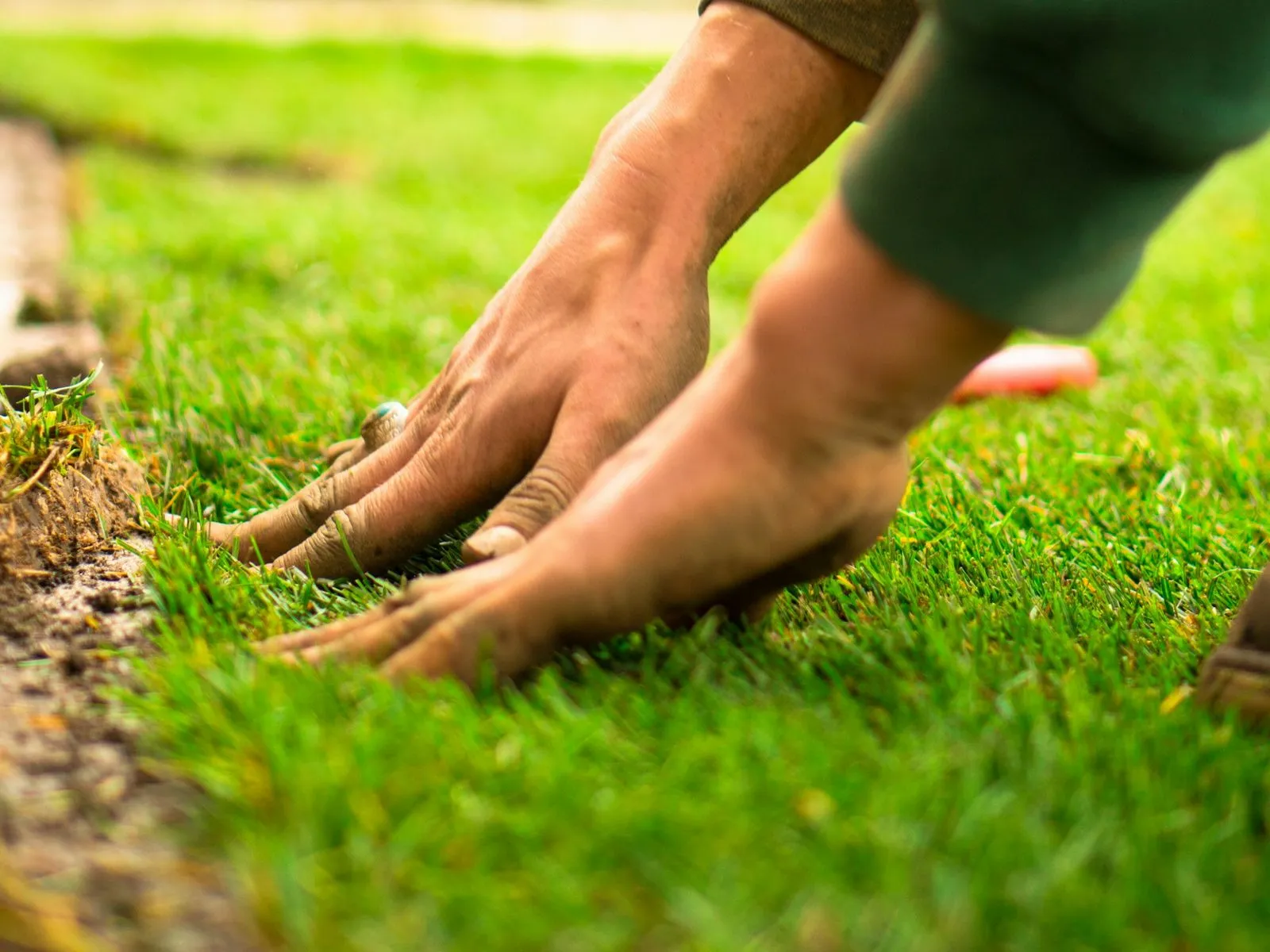 Fresh turf rolls being pressed into prepared soil
