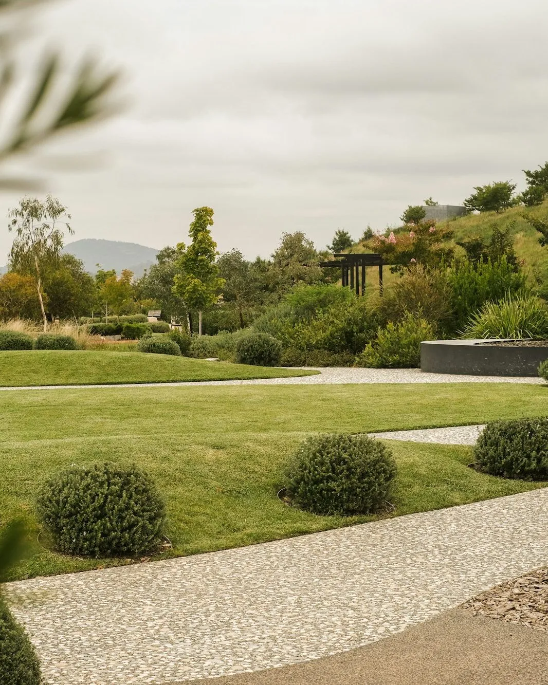 Curved gravel path through a lawn with clipped shrubs and native planting